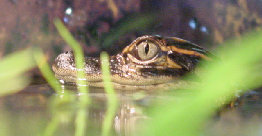 sting1004008.jpg