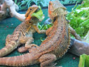 stingers2011003002.jpg