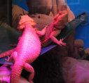 stingers2011003003.jpg