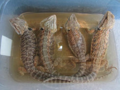 stingers2011003005.jpg
