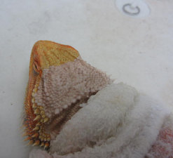 stingers2011003006.jpg
