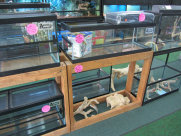 stingers2011005010.jpg