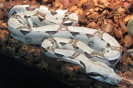 stingers2011007006.jpg