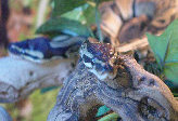 stingers2011007009.jpg