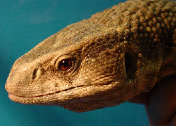 stingers2011007012.jpg