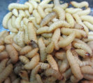 stingers2011008002.jpg