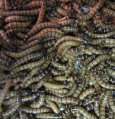 stingers2011008003.jpg