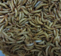 stingers2011008007.jpg