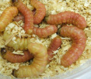 stingers2011008010.jpg
