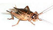 stingersweb003005.jpg